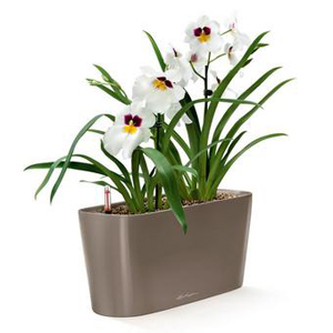 Self-Watering Planters | Office or Home Use