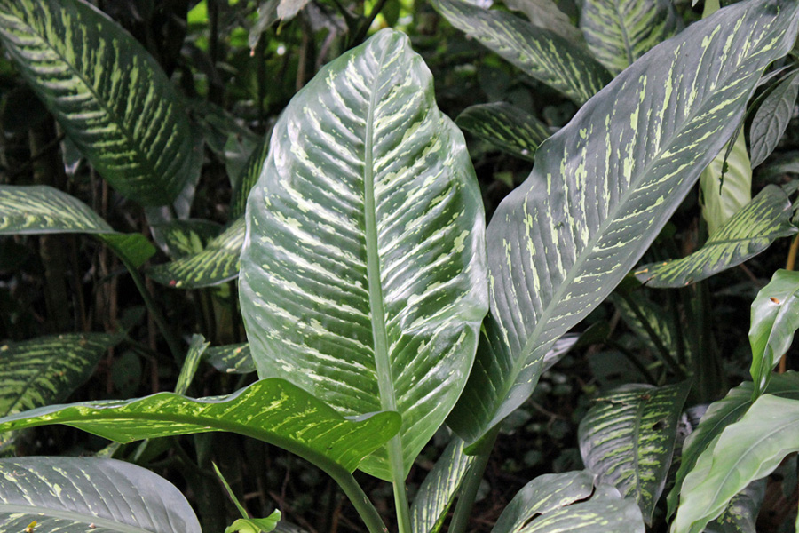 Dieffenbachia Plant Care | House Plants Flowers