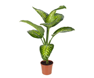 Dieffenbachia Plant Care | Indoor Plants Flowers