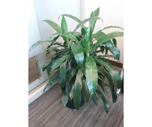 Dracaena Janet Craig Plant Care | House Plants Flowers