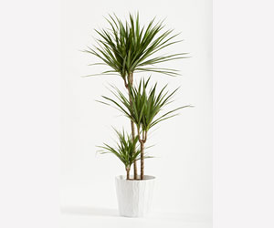 Dracaena Marginata House Plant Care