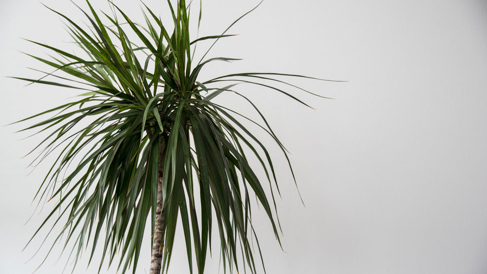 Dracaena Marginata Plant Care | Indoor House Plants