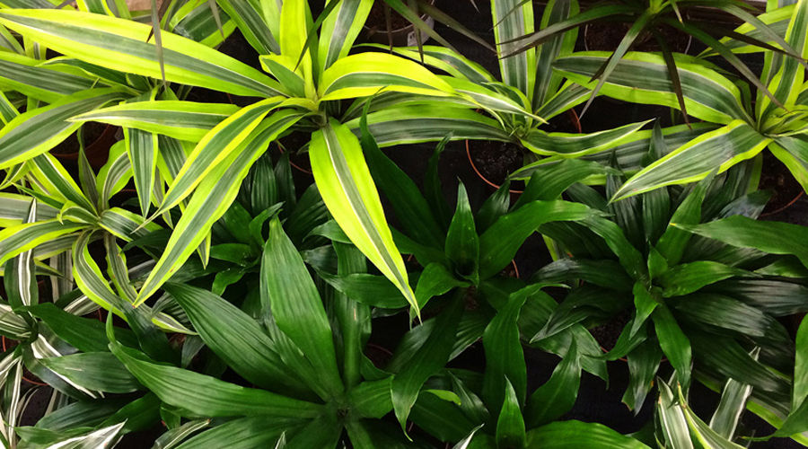 Dracaena Plant Care | House Plants Flowers