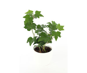 English Ivy Houseplant Care | Indoor Plants Flowers