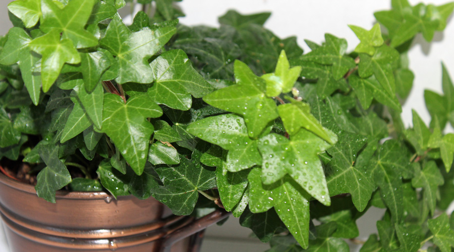 Picture of English Ivy Plant | Pictures Plants Flowers