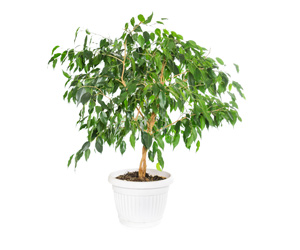 Plant Care Ficus Tree Weeping Fig | Indoor Plants Flowers