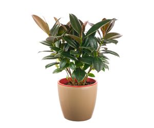 Rubber Tree Ficus Elastica | House Plants Flowers