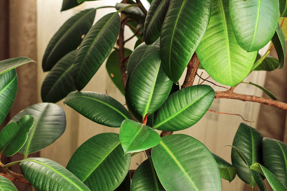 Ficus Elastica Plant Care | House Plants Flowers