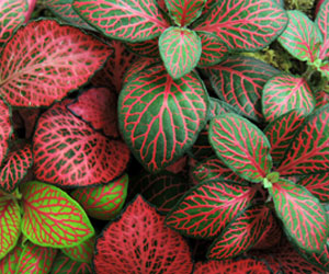 Fittonia House Plants Care | Indoor Plants Flowers