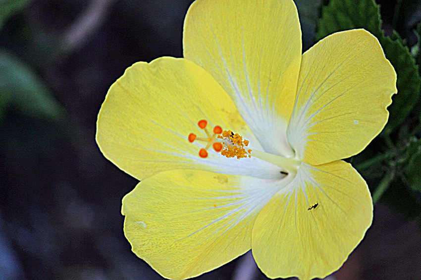 Image of Yellow Hibiscus Flower | Images Flowers Plants