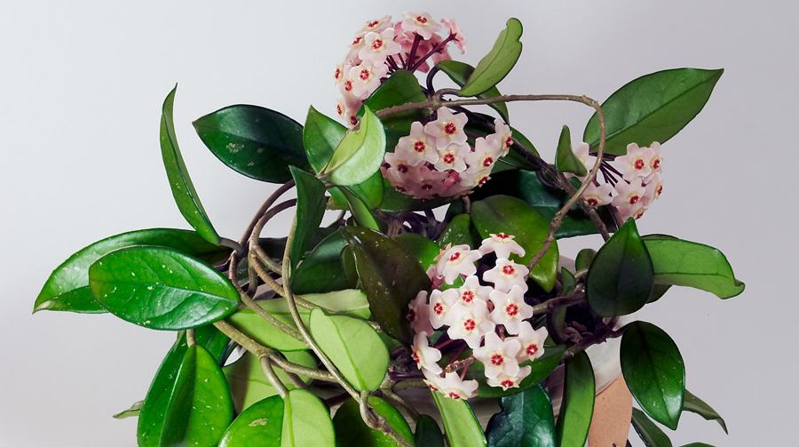 Hoya House Plant Care | Indoor Plants Flowers