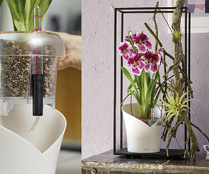 Orchid Self-Watering Planter | Common House Plants