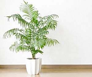 Parlour Palm Plant Care | House Plants Flowers