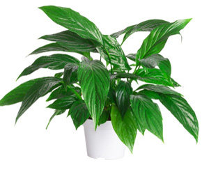 Peace Lily Houseplant