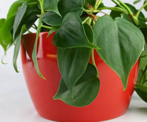 Philodendron Cordatum Plant Care | Indoor Plants Flowers