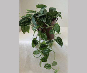 Philodendron Silver Plant Care | Indoor Plants Flowers