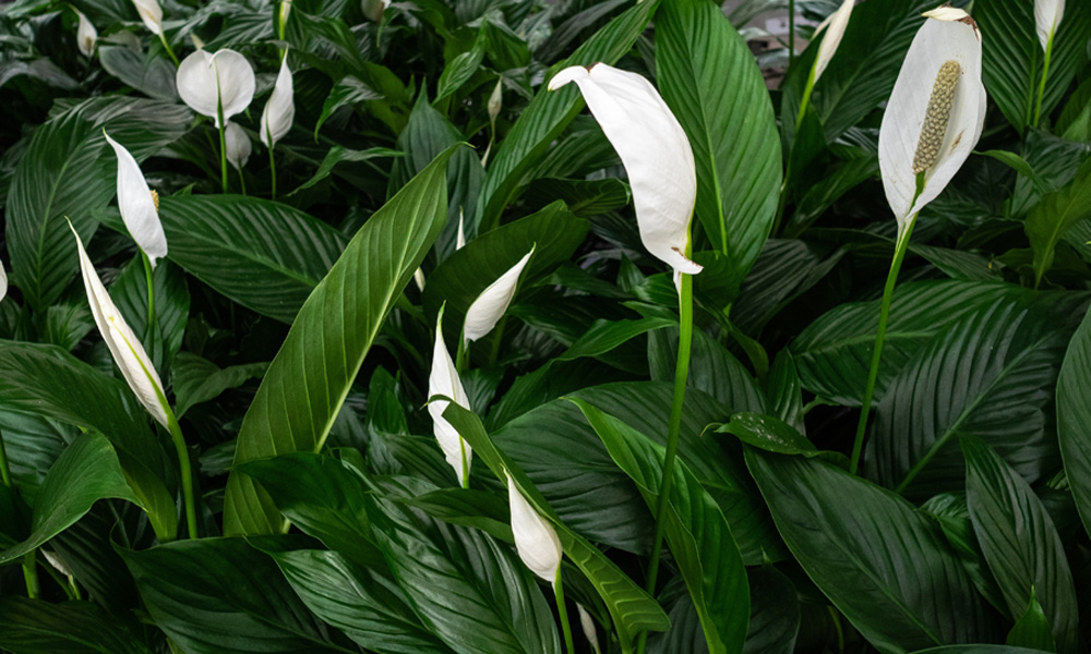 Houseplants How to Care for Peace Lily