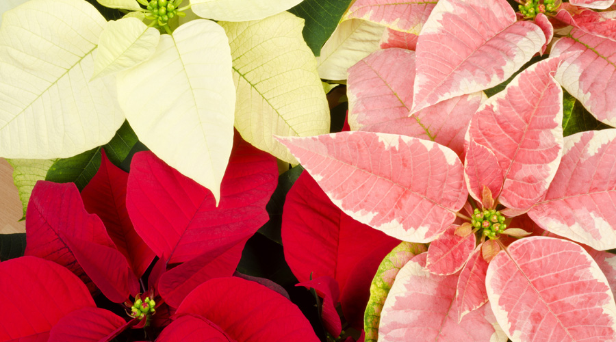 How to Water and Care for Poinsettia Plants Flowers