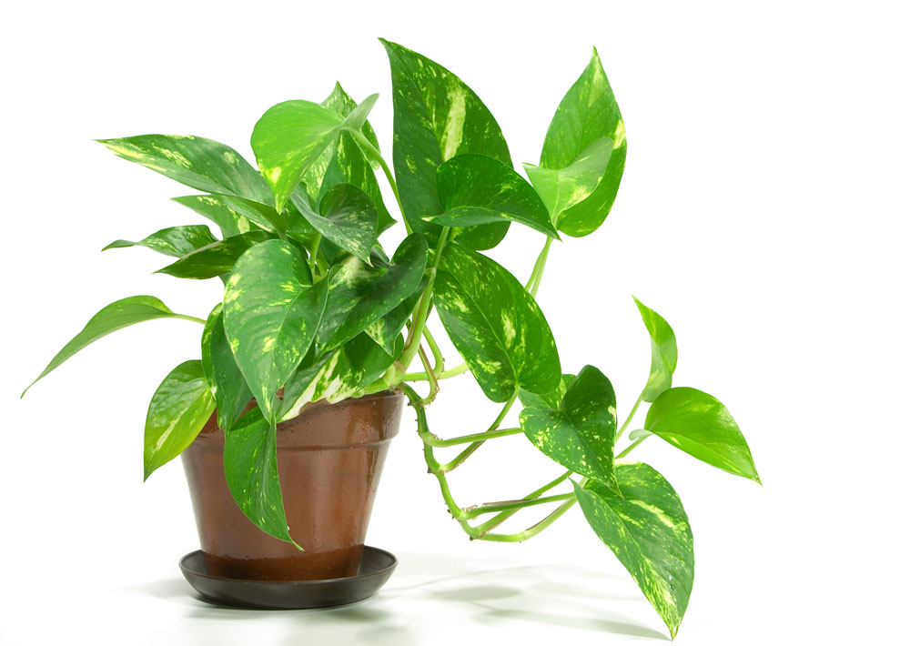 Golden Pothos Care | Houseplants Flowers