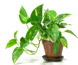 Pothos Houseplant Care | Indoor Plants Flowers