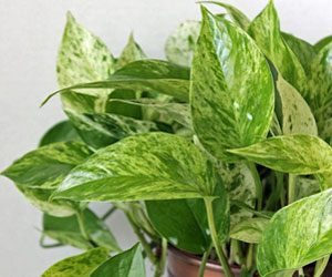 Pothos Marble Queen Houseplant