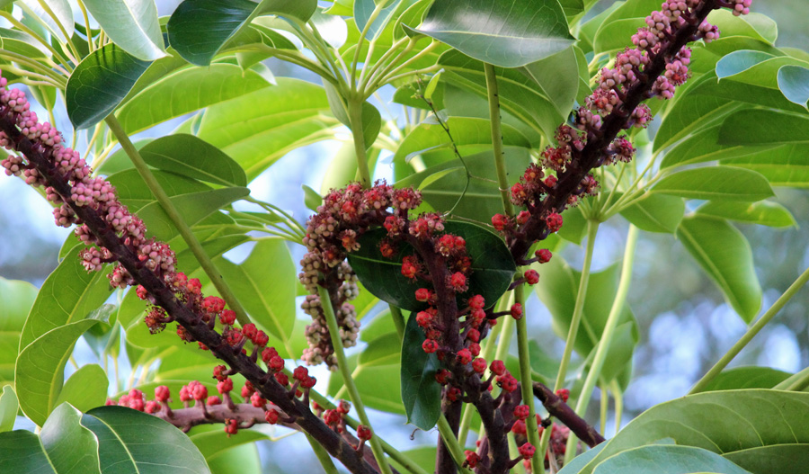 Image of Schefflera Tree in Bloom | Images Flowers Plants