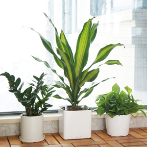 Self-Watering Seven Inch Planters | Indoor Flowers Plants