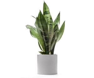 Sansevieria Houseplant