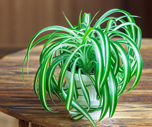 Spider Plant Care | House Plants Flowers