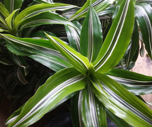 Dracaena Warneckii Plant | Indoor Plants Flowers